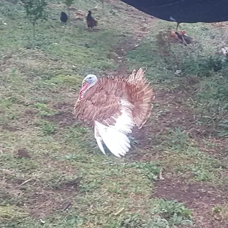 ゲストハウス Quinta Do Paul De Baixo ギマランイス