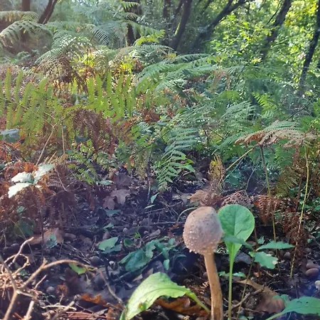 Quinta Do Paul De Baixo 4*