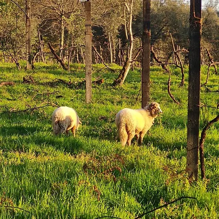 ゲストハウス Quinta Do Paul De Baixo