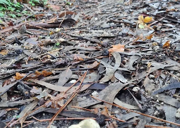 Quinta Do Paul De Baixo 귀마레스