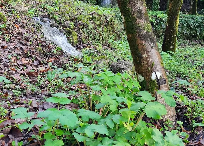 게스트하우스 Quinta Do Paul De Baixo 귀마레스