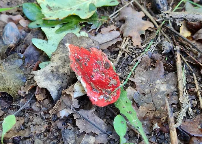 게스트하우스 Quinta Do Paul De Baixo