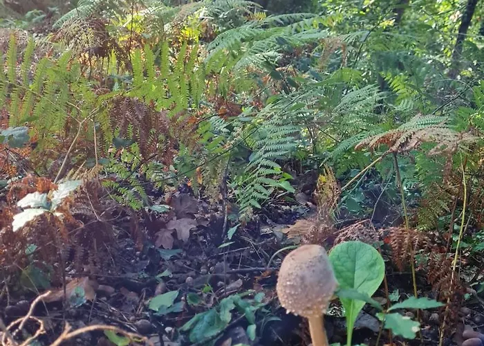 Quinta Do Paul De Baixo 4*