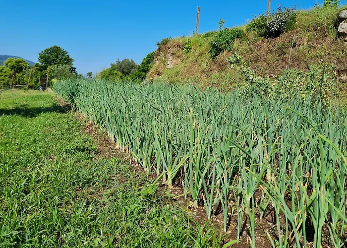 Quinta Do Paul De Baixo 4* 귀마레스