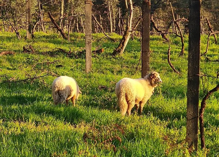 게스트하우스 Quinta Do Paul De Baixo